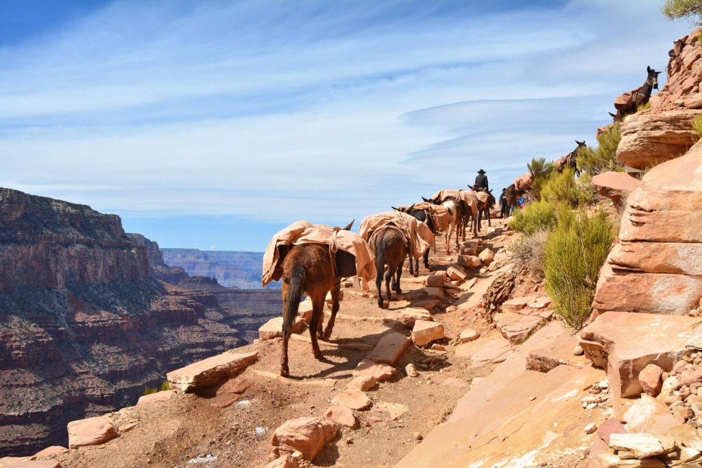 Grand Canyon Mule Train
